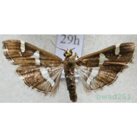 Spoladea recurvalis (Fabricius, 1775) Spain, Canary Is29h